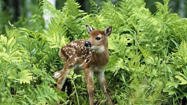 Животные Самарской Луки в Самарской области