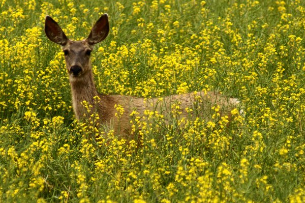 Весенняя лиса