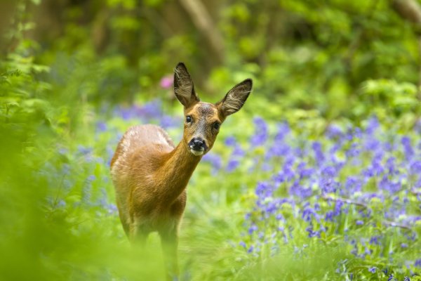 Милые животные на природе
