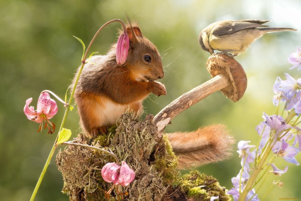 Лето природа животные