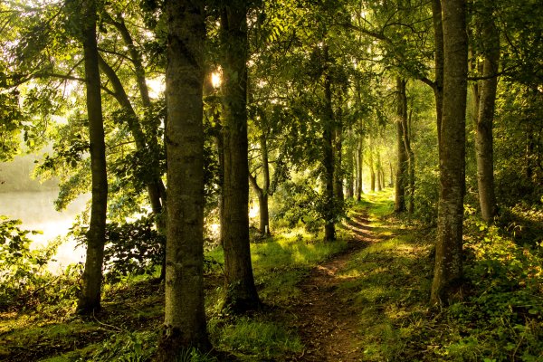 Лесная тропа