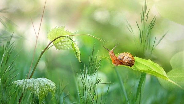 Мангуст зверек