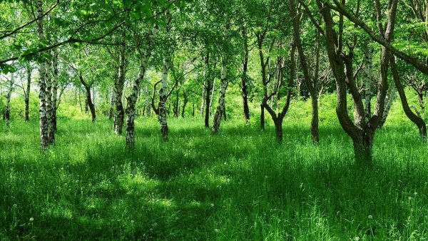 Летом в лесу