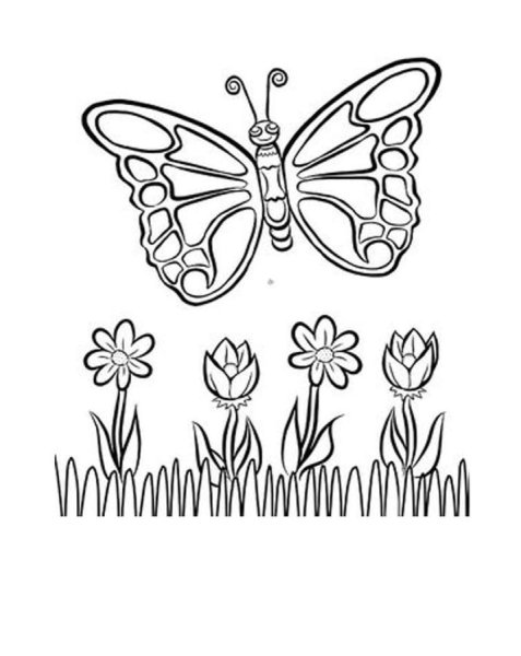 Цветы и бабочки. Раскраска