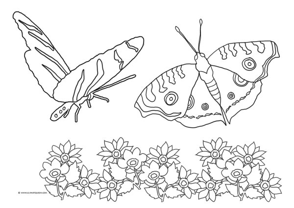 Платонов разноцветная бабочка раскраска