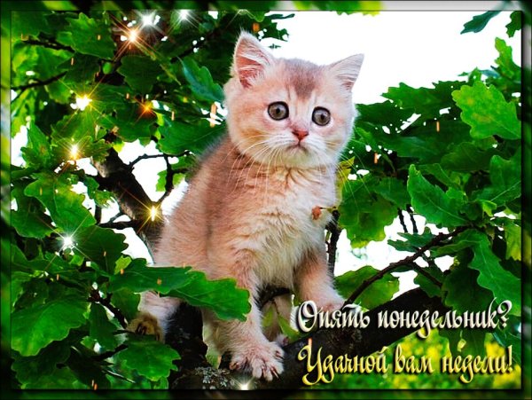 Пожелания с добрым утром понедельника