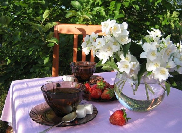 Пикник на природе