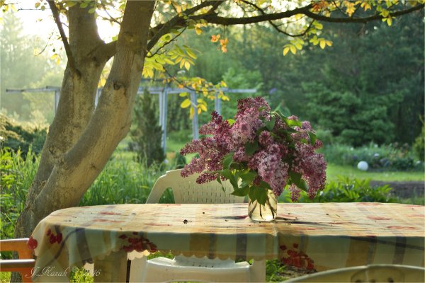 Летнее утро