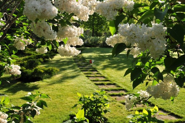 "Белый сад" Кукинова