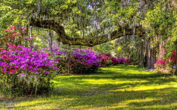 Сад в лесу с цветами