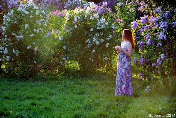 Сирень Садовая