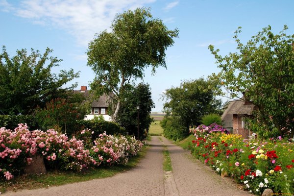 Сирень венгерская изгородь