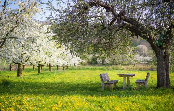 Алакаевка Самарская область яблоневые сады
