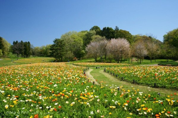 Сад Яблоневый вишня