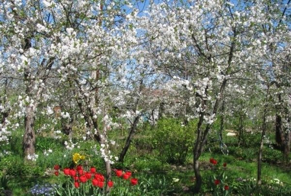 Цветочная изгородь