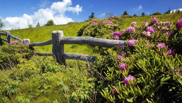 Весенний сад