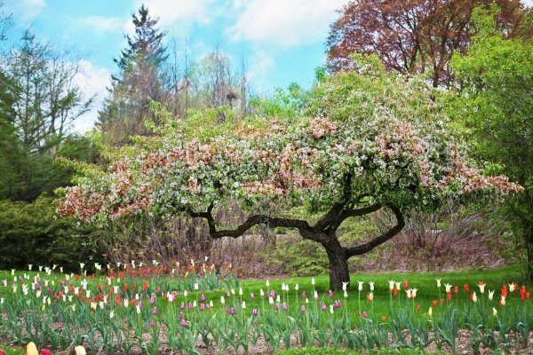 Весенний сад (Spring Topiary Garden)