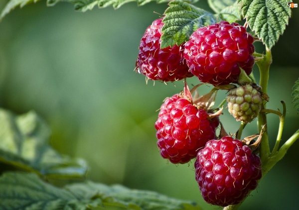 Малина Лесная