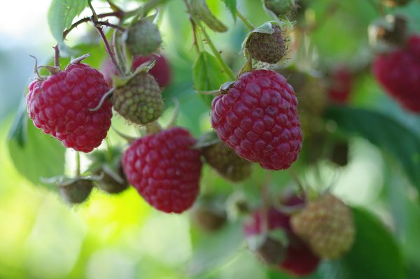 Малина Мария