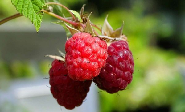 Малина земляника ягоды