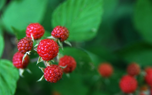 Ягоды малина красная Сморода