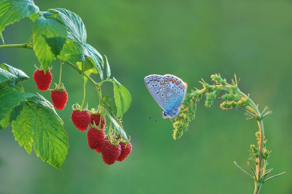 Красивая природа фрукты