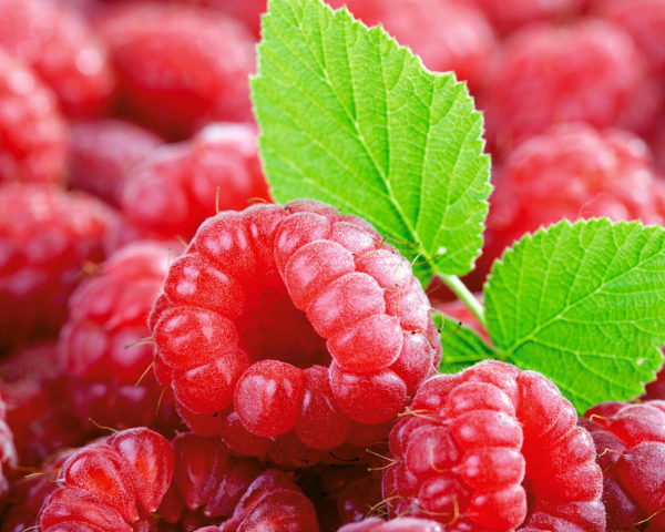 Сочные красные ягоды