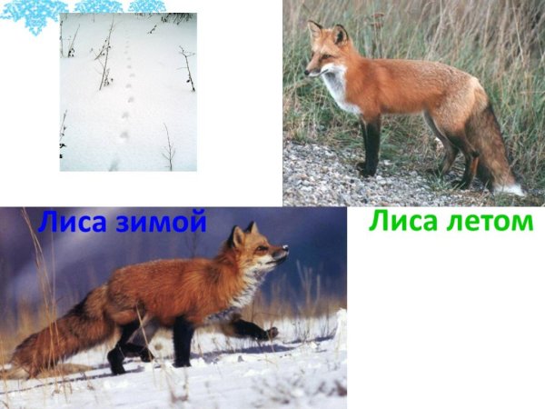 Лиса цвет зимой и летом