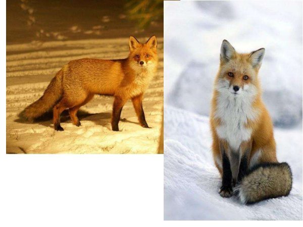 Животные меняющие окраску зимой