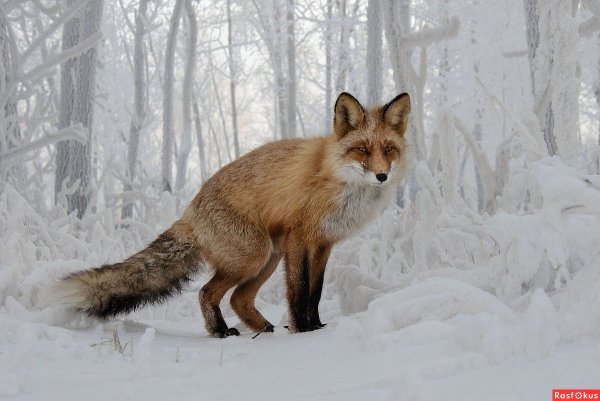 Лиса зимой и летом