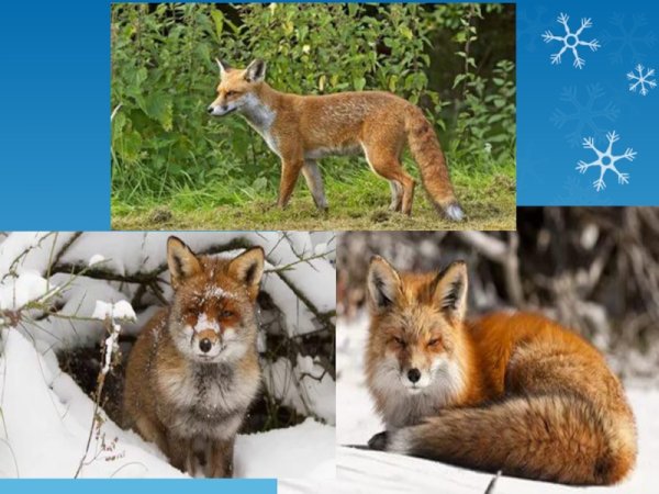 Лиса готовится к зиме для детей