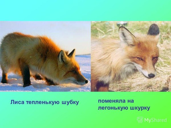 Лиса зимой и летом