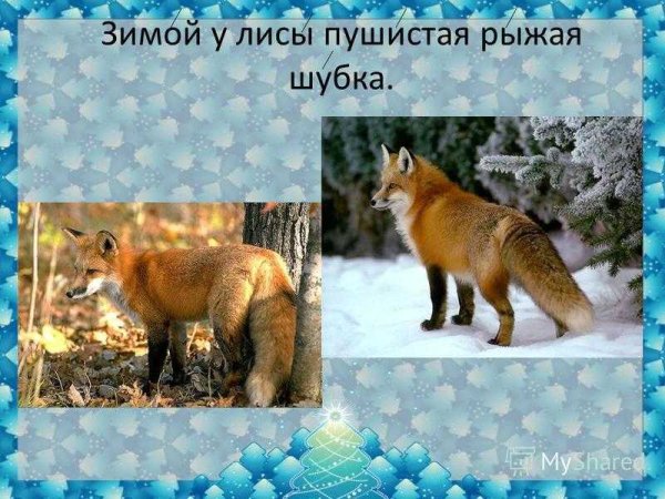 Лиса готовится к зиме