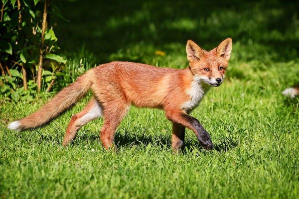 Лиса зимой и летом