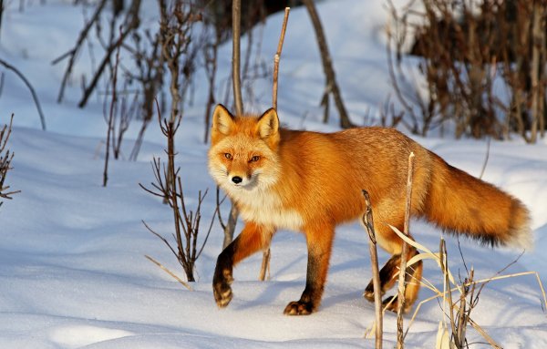 Лиса в снегу