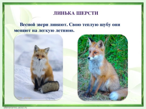 Животные меняют шубу