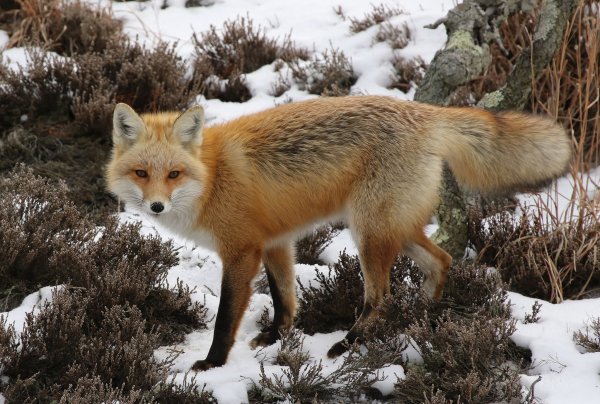 Линька лисы