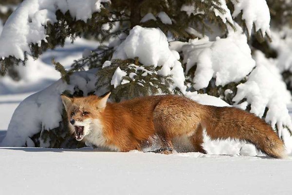 Зимние Дикие животные