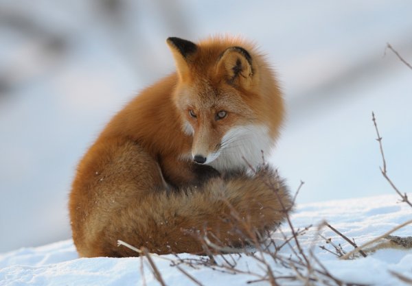 Жилище лисы зимой