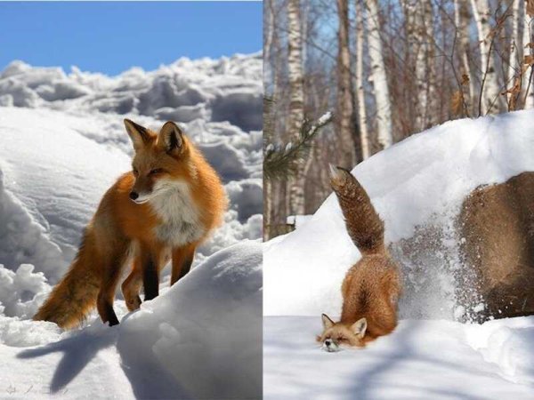 Аляска лиса