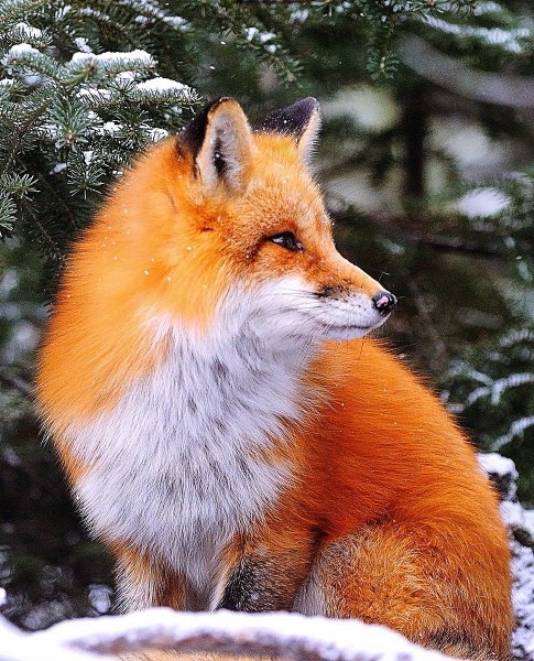Лиса в зимней шубке