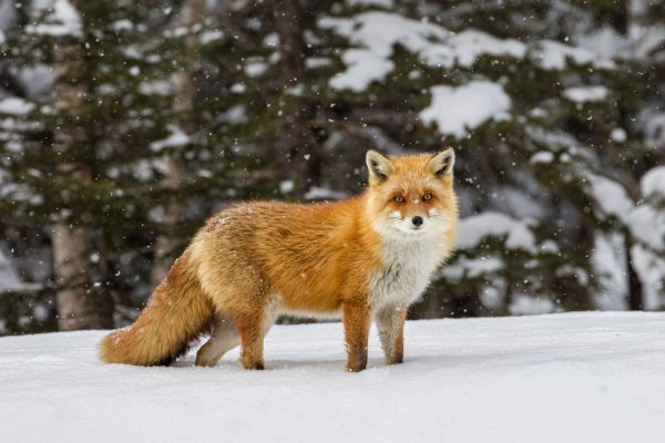 Камчатская лисица