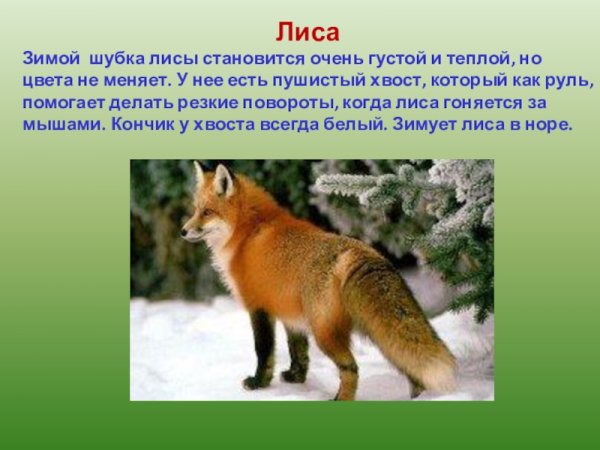 Лиса в лесу для детей