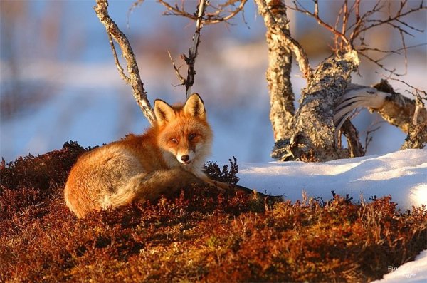 Дикие животные зимой для детей