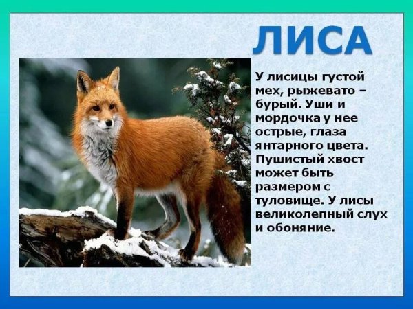 Лиса рисунок для детей
