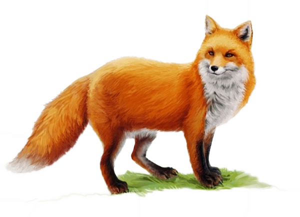 Заяц убегает от лисы