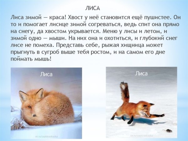 Рыжая лисица Хоккайдо