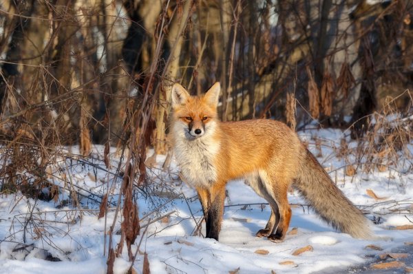Лиса Кроноцкий заповедник