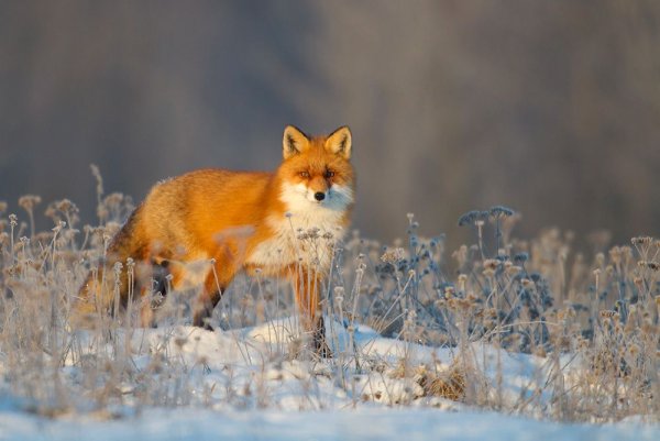 Летняя лиса