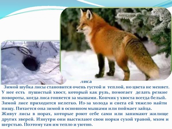 «Лиса в лесу»